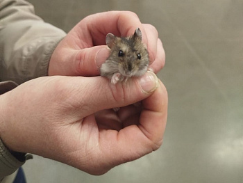 Сотрудник охраны задержал беглеца из зоомагазина в Уфе